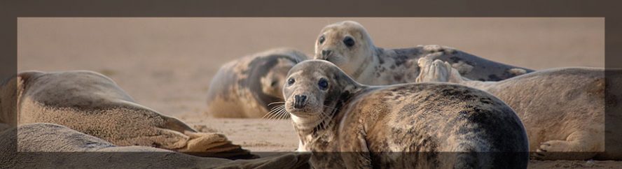 North Norfolk seals